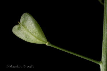 Immagine 4 di 5 - Capsella bursa-pastoris (L.) Medik.