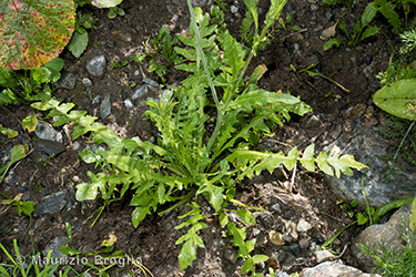 Immagine 5 di 5 - Capsella bursa-pastoris (L.) Medik.