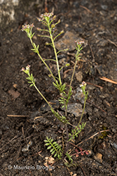 Immagine 1 di 8 - Hornungia petraea (L.) Rchb.