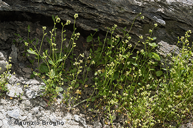 Immagine 1 di 12 - Hornungia pauciflora (W.D.J. Koch) Soldano, F. Conti, Banfi & Galasso