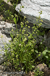 Immagine 4 di 12 - Hornungia pauciflora (W.D.J. Koch) Soldano, F. Conti, Banfi & Galasso