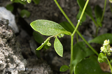 Immagine 6 di 12 - Hornungia pauciflora (W.D.J. Koch) Soldano, F. Conti, Banfi & Galasso