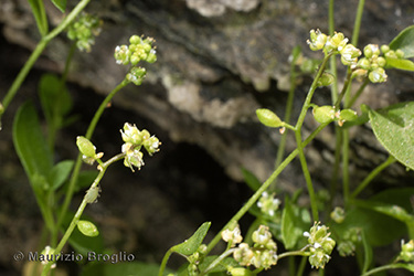 Immagine 9 di 12 - Hornungia pauciflora (W.D.J. Koch) Soldano, F. Conti, Banfi & Galasso