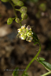 Immagine 12 di 12 - Hornungia pauciflora (W.D.J. Koch) Soldano, F. Conti, Banfi & Galasso