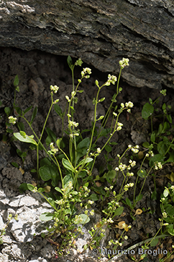 Hornungia pauciflora (W.D.J. Koch) Soldano, F. Conti, Banfi & Galasso