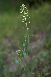 Immagine 1 di 6 - Microthlaspi perfoliatum (L.) F.K. Mey.