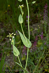 Immagine 3 di 6 - Microthlaspi perfoliatum (L.) F.K. Mey.