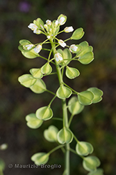 Immagine 4 di 6 - Microthlaspi perfoliatum (L.) F.K. Mey.