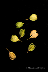 Immagine 6 di 6 - Microthlaspi perfoliatum (L.) F.K. Mey.