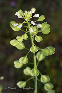 Microthlaspi perfoliatum (L.) F.K. Mey.