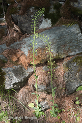 Immagine 1 di 11 - Noccaea brachypetala (Jord.) F.K. Mey.