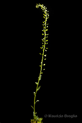 Immagine 4 di 11 - Noccaea brachypetala (Jord.) F.K. Mey.