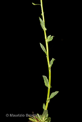 Immagine 5 di 11 - Noccaea brachypetala (Jord.) F.K. Mey.