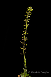 Immagine 7 di 9 - Noccaea caerulescens (J. Presl & C. Presl) F.K. Mey.