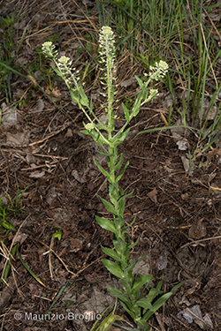 Lepidium campestre (L.) R.Br.