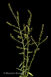 Immagine 1 di 6 - Lepidium graminifolium L.
