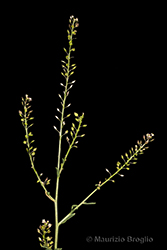 Immagine 2 di 6 - Lepidium graminifolium L.
