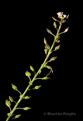 Immagine 3 di 6 - Lepidium graminifolium L.