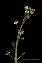 Immagine 4 di 6 - Lepidium graminifolium L.