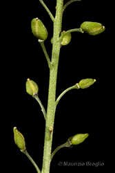 Immagine 5 di 6 - Lepidium graminifolium L.
