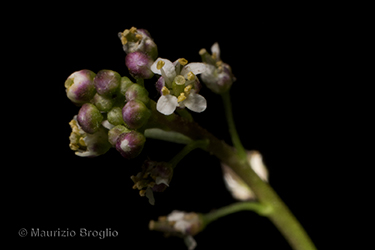 Immagine 6 di 6 - Lepidium graminifolium L.