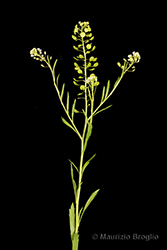 Immagine 1 di 11 - Lepidium virginicum L.