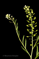 Immagine 2 di 11 - Lepidium virginicum L.