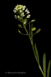 Immagine 3 di 11 - Lepidium virginicum L.