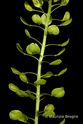 Immagine 5 di 11 - Lepidium virginicum L.