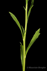 Immagine 6 di 11 - Lepidium virginicum L.