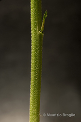 Immagine 8 di 11 - Lepidium virginicum L.