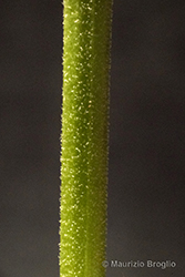 Immagine 9 di 11 - Lepidium virginicum L.
