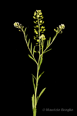 Lepidium virginicum L.