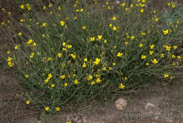 Immagine 1 di 5 - Diplotaxis tenuifolia (L.) DC.
