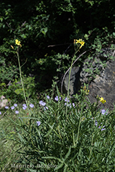 Immagine 3 di 5 - Diplotaxis tenuifolia (L.) DC.