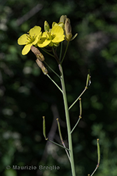 Immagine 4 di 5 - Diplotaxis tenuifolia (L.) DC.