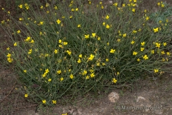 Diplotaxis tenuifolia (L.) DC.