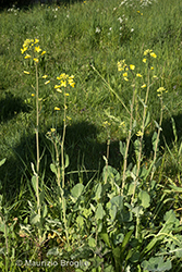 Immagine 1 di 10 - Brassica napus L.