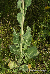 Immagine 5 di 10 - Brassica napus L.