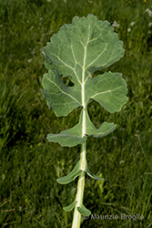 Immagine 6 di 10 - Brassica napus L.