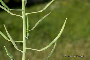 Immagine 9 di 10 - Brassica napus L.