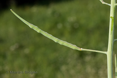 Immagine 10 di 10 - Brassica napus L.