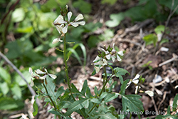 Eruca vesicaria (L.) Cav.