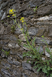 Immagine 1 di 5 - Erucastrum nasturtiifolium (Poir.) O.E. Schulz