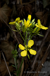 Immagine 3 di 5 - Erucastrum nasturtiifolium (Poir.) O.E. Schulz