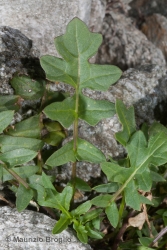 Immagine 4 di 4 - Coincya monensis (L.) Greuter & Burdet