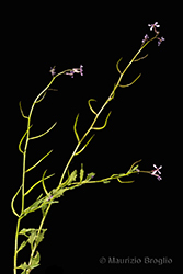 Immagine 1 di 6 - Chorispora tenella (Pall.) DC.