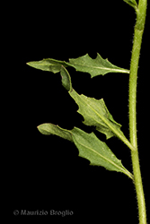Immagine 4 di 6 - Chorispora tenella (Pall.) DC.