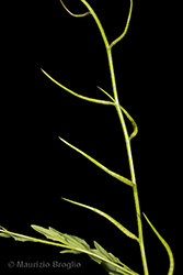 Immagine 5 di 6 - Chorispora tenella (Pall.) DC.