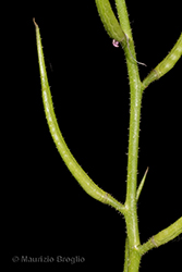Immagine 6 di 6 - Chorispora tenella (Pall.) DC.